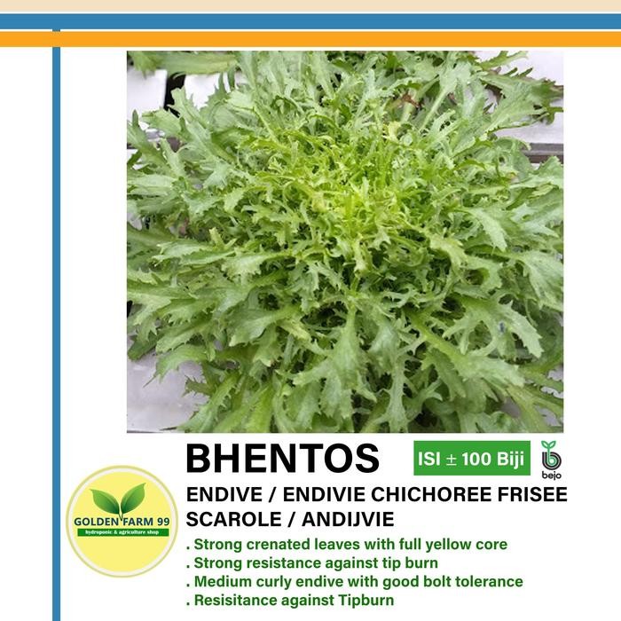 Benih Endive BENTHOS Bejo Seed Import - Tipe Endive Curly