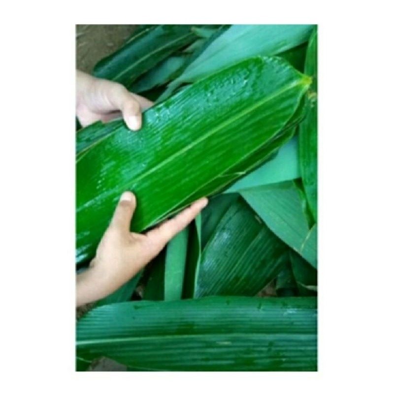 

100 Lembar Daun Bambu Bakcang / Daun Bambu Segar Bungkus Bacang / Bakcang Daun Bambu Jumbo / Daun