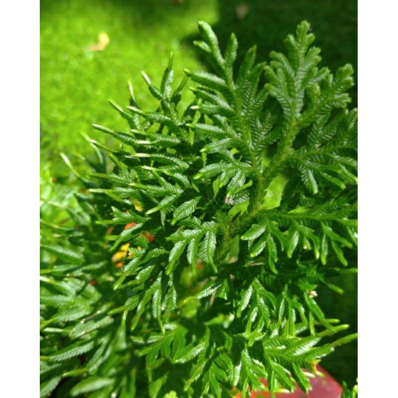 

25 Bibit Tanaman Hias Cakar Ayam Pakis Rane