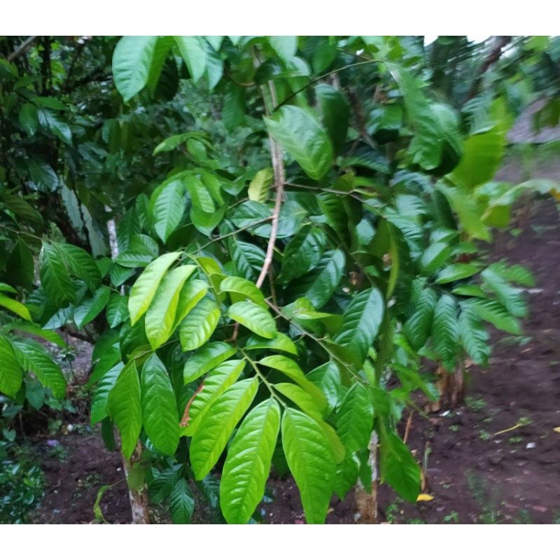 

Daun Langsep Segar 1 Kg / Daun Langsat segar