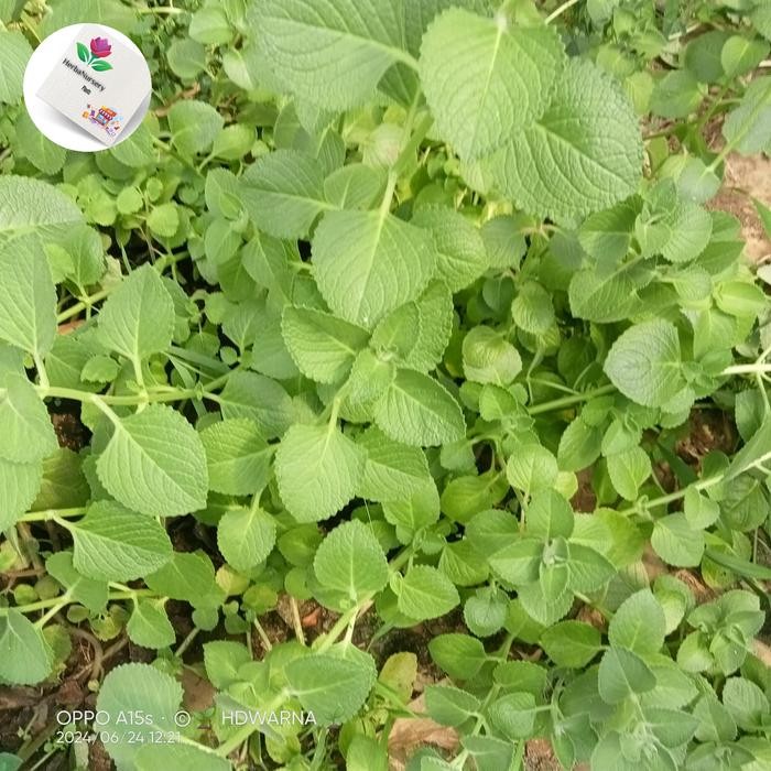 

Tanaman bibit / 3kg daun jinten
