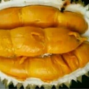 KAKI 5 BIBIT TANAMAN DURIAN SUPER TEMBAGA