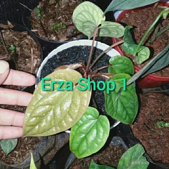 

Bibit Tanaman Hias Anthurium Sirih