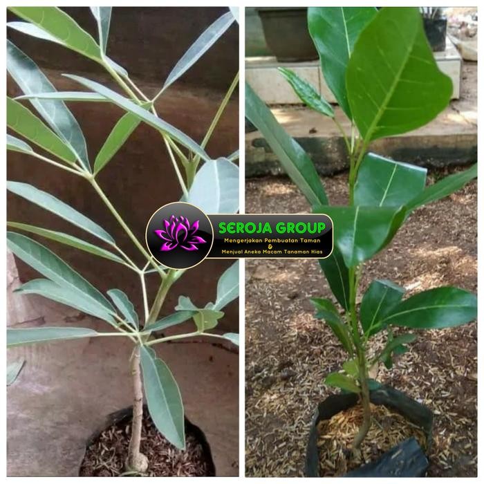 

Paket Bibit Tanaman Tabibuya Kuning & Pink Pohon Tabebuya