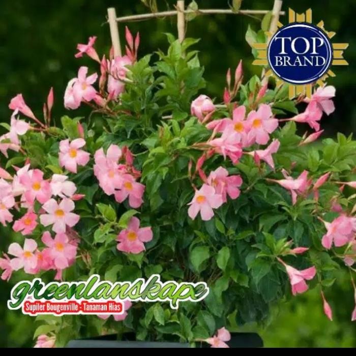 

Bibit Tanaman Hias Bunga Mandevilla Pink
