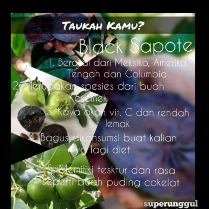 

Tanaman Pohon Black Sapote Berbuah/Bibit Black Sapote Berbuah