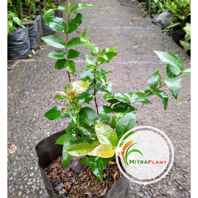 

Bibit Pohon Buah Dewandaru - Tanaman Dewan Daru