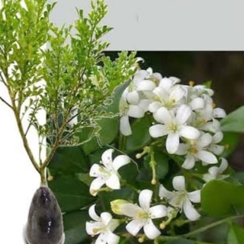 

Bibit tanaman bunga kemuning,Bunganya super harum