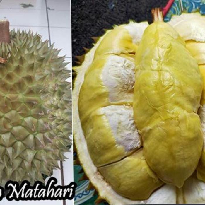 

bibit buah durian matahari tanaman buah durian hasil okulasi