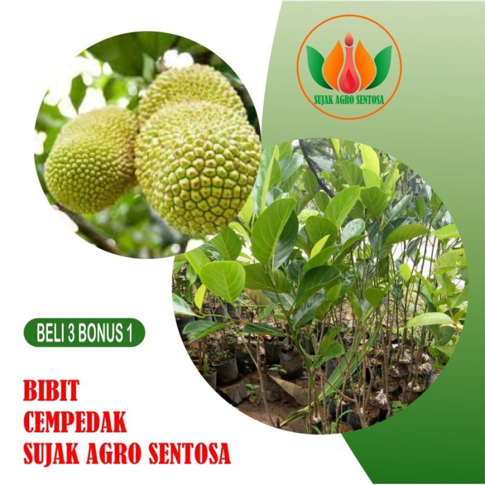 

Bibit Buah Tanaman Cempedak