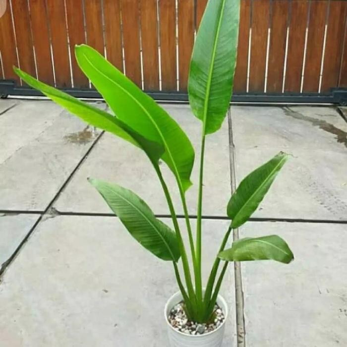 

bibit tanaman hias pisang kipas