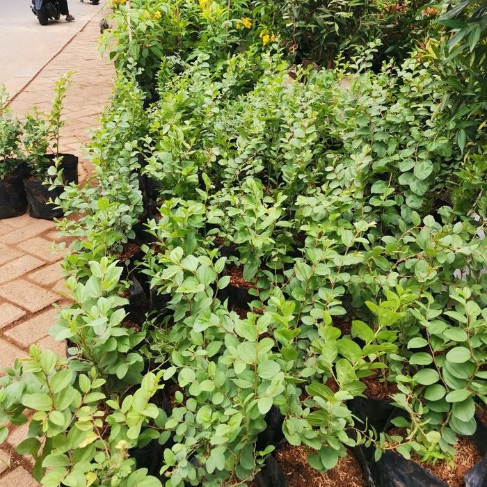 bibit tanaman bidara arab, pohon bidara arab