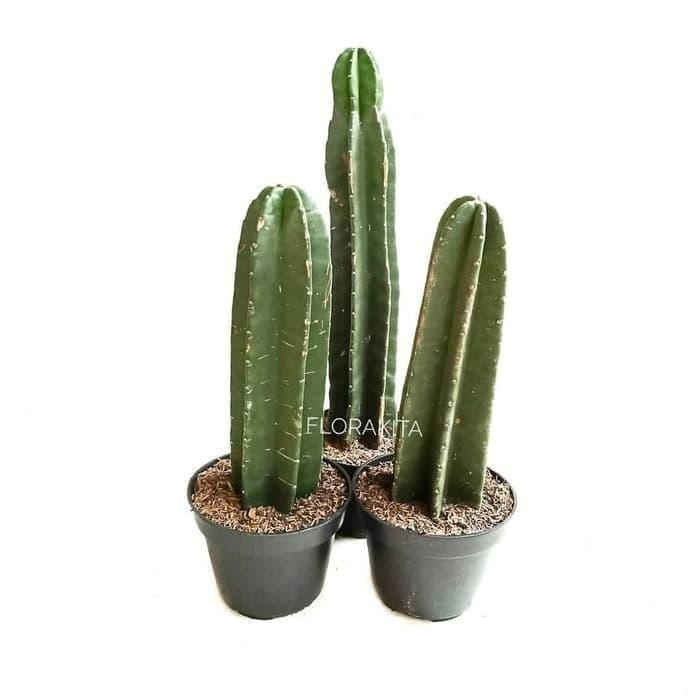 

bibit tanaman hias kaktus koboi - kaktus belimbing