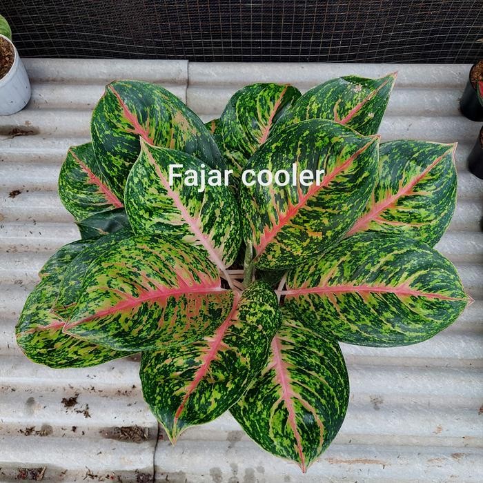 Aglonema Big Papa Remaja Dewasa Jumbo