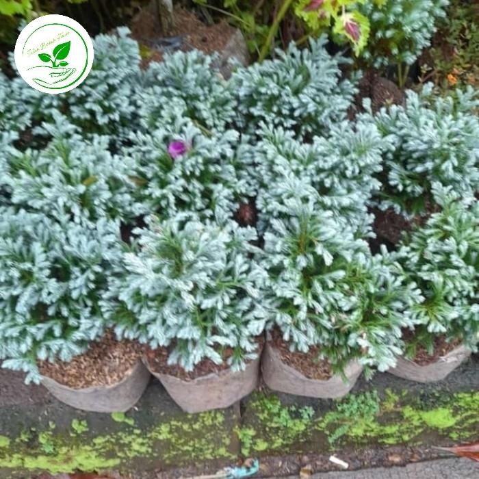 Cemara Perak / Tanaman Hias Cemara Perak Blue