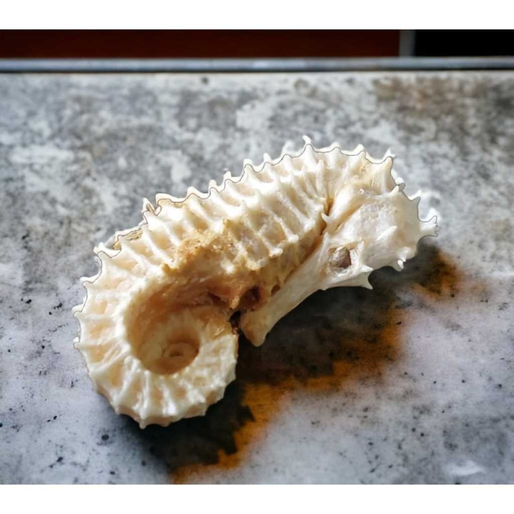 

1 Ekor - Kud4 Laut Putih Ukuran SUPER / Kl Hai Ma Herbal Kuda Laut / Haima / Hai Mha / Seahorse