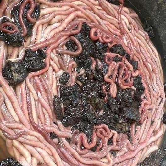 PREMIUM umpan jitu galatama lele cacing nipah / pumpun ( 2 bok)