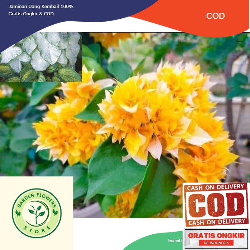 Tanaman hias Bougenville bunga tumpuk kuning aushi gold (COD)