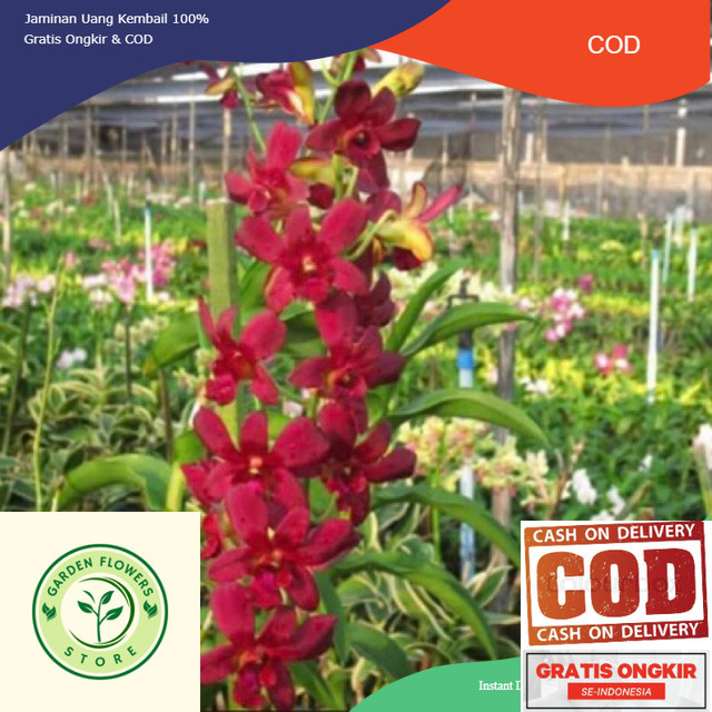 TERLARIS Anggrek Dendrobium Coyote Red