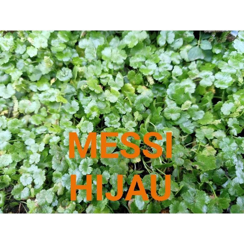 

RATU DAUN PEGAGAN kecil/ ANTANAN Berit segarr