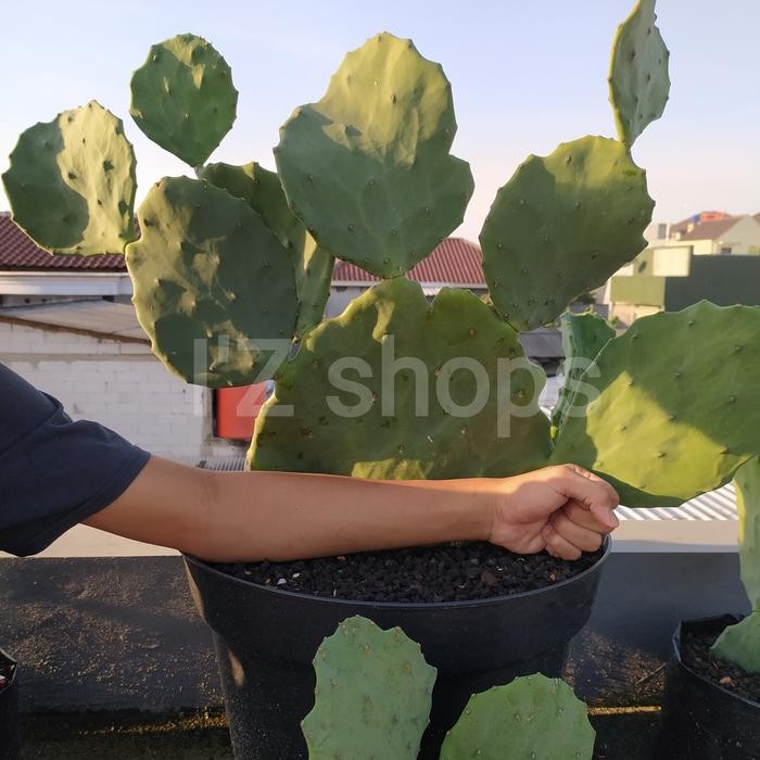 Kaktus Opuntia Gomei/kaktus centong