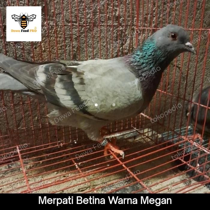 Stok Ready. Merpati Betina Siap Jodoh