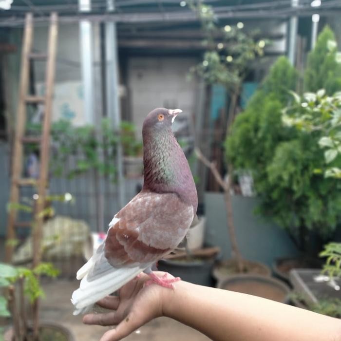 Murah.. Burung Dara Pasangan Giring