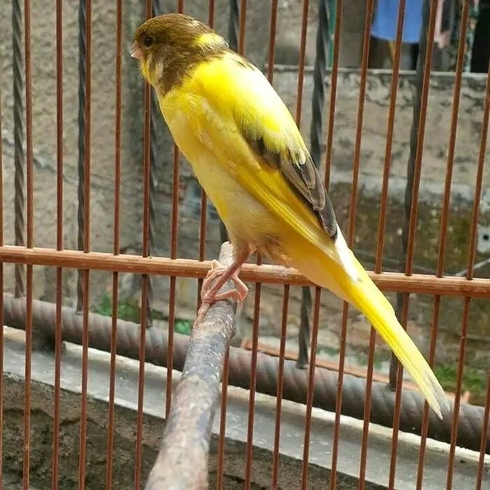 Baru.. Burung Kenari Afs Jadi Gacor