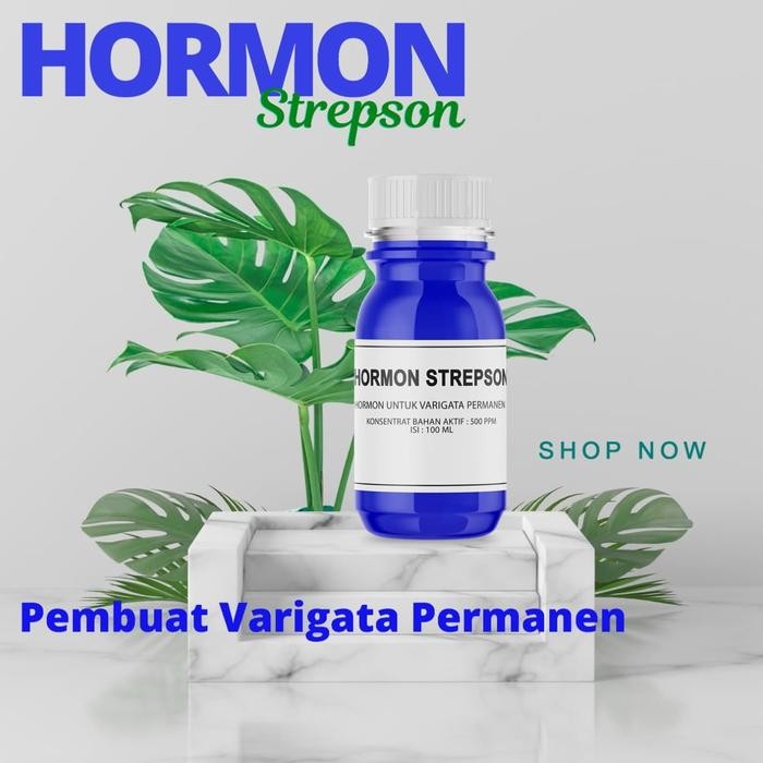 hormon strepson obat varigata tanaman