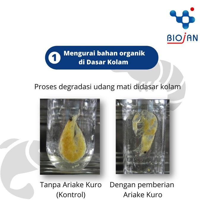 PROBIOTIK UDANG IKAN LELE, NILA, MAS, BIOFLOK, SEMIFLOK, PLANKTON