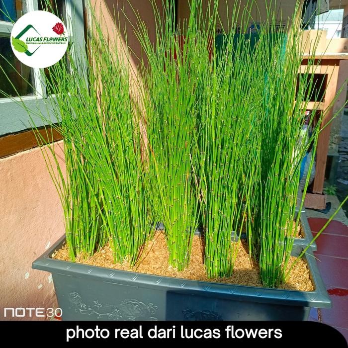 paket 10pcs bambu air + pot panjang 60cm plastik Kode 1132