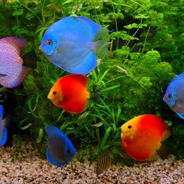 Paket 10 ekor hiasan aquarium Ikan DISCUS 2cm-3cm mix