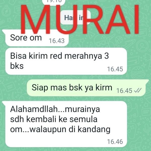 Pakan Burung Import Voer Wambi Murai Poksay Anis Kacer Dll Terbatas