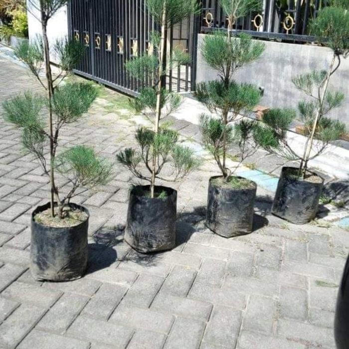 Terlaris Cemara Udang 1 Meter