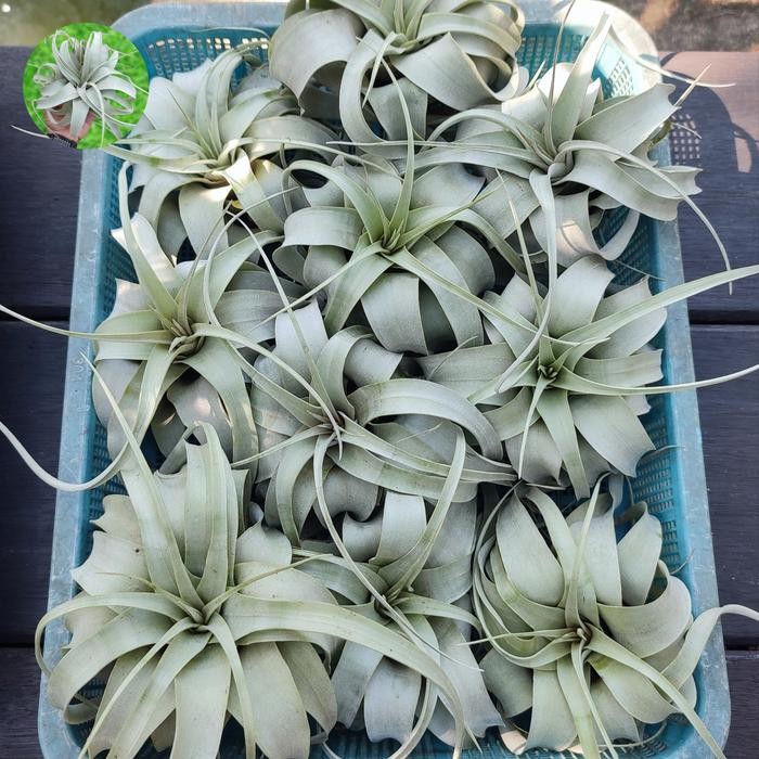 Terlaris Tillandsia Xerographica