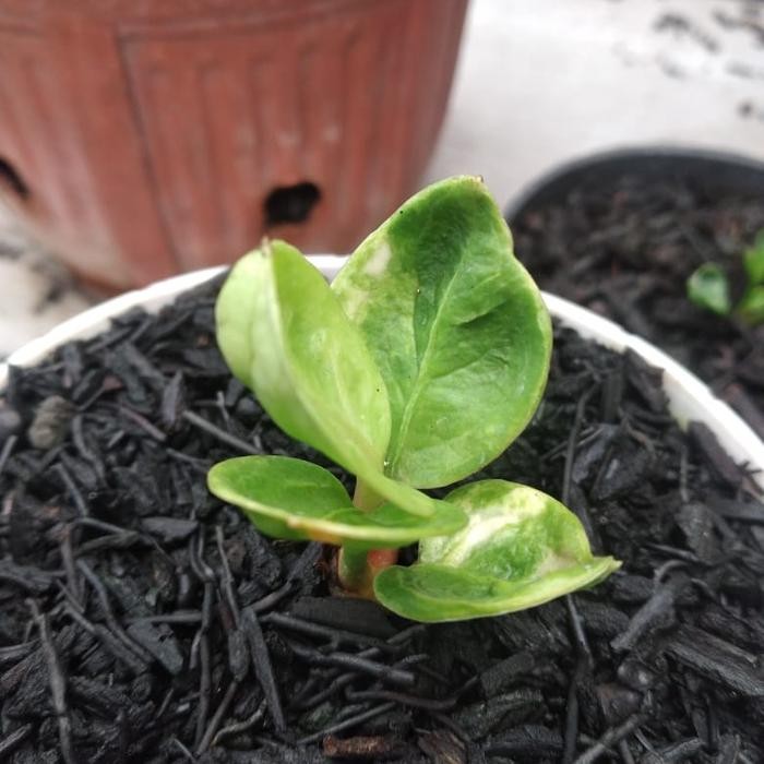 Terlaris Media Tanam Premium Randu Klenteng Mix Akar Pakis