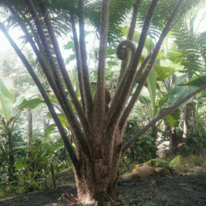 Terlaris Pohon Pakis Besar Hidup Media Rambat Anggrek