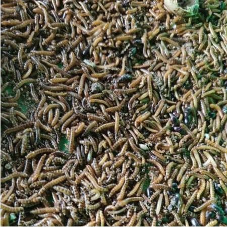 Ulat Kandang Hidup Untuk Pakan Burung