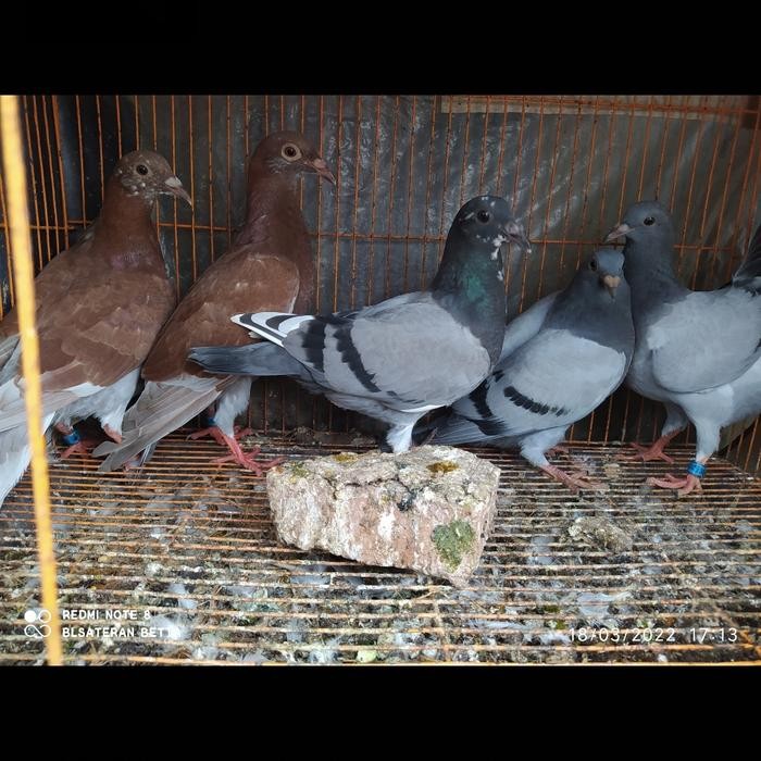 Merpati Pos Racing Pigeon