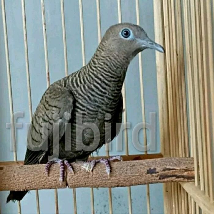 PERKUTUT CEMANI MOJOPAHIT