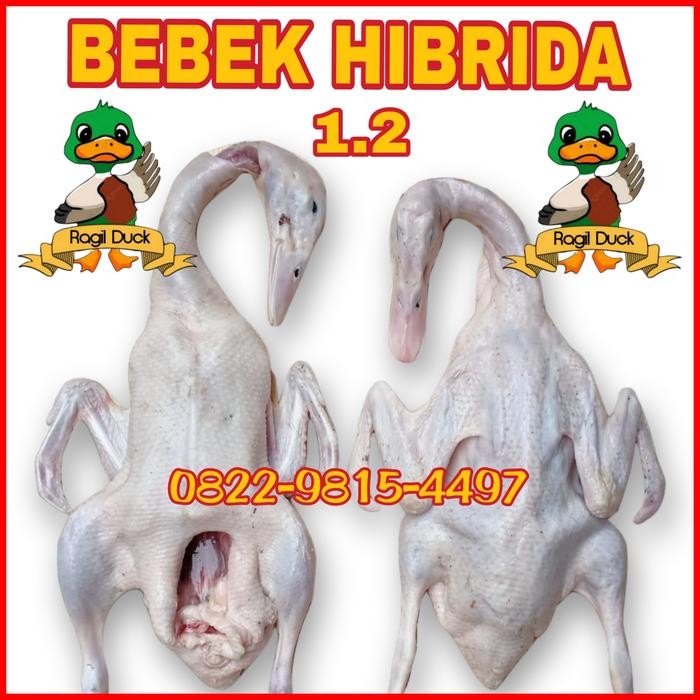 

BEBEK HIBRIDA MURAH 1.2-1.3kg