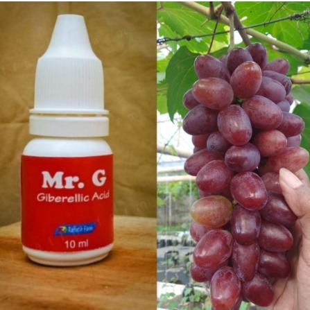 Pupuk anggur mrG(GA3) Tanaman Anggur Bunga Kode 1401