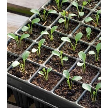 1 Karton Tray Semai / Pot Tray 105/128/200 Lubang - Reseller/ Grosir Kode 531