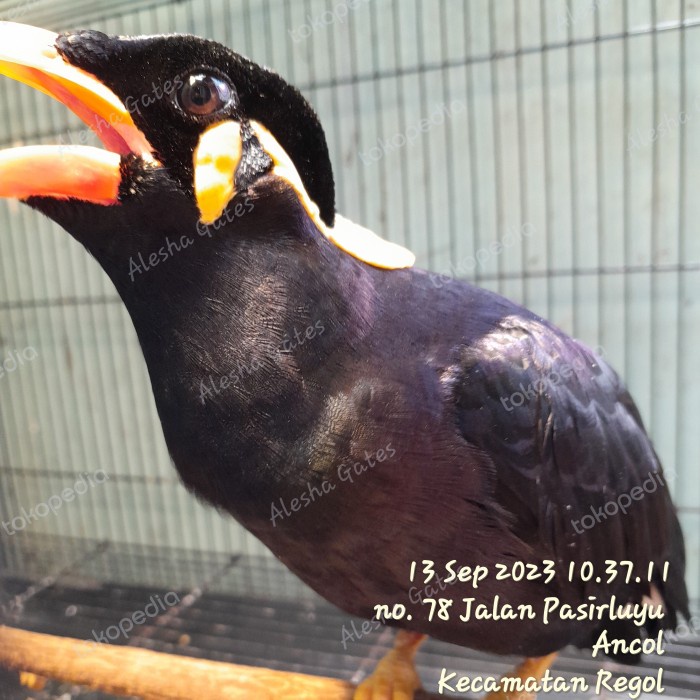 BURUNG BEO PINTAR CEREWET SUDAH BISA NGOMONG JINAK MULUS SEHAT TERAWAT