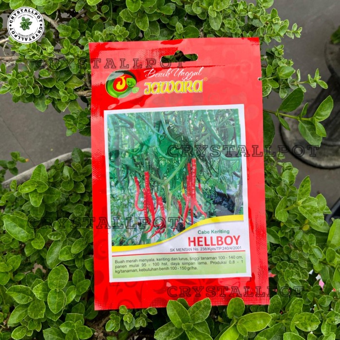 BENIH BIBIT CABE KERITING BENIH UNGGUL JAWARA - CABE KERITING HELLBOY
