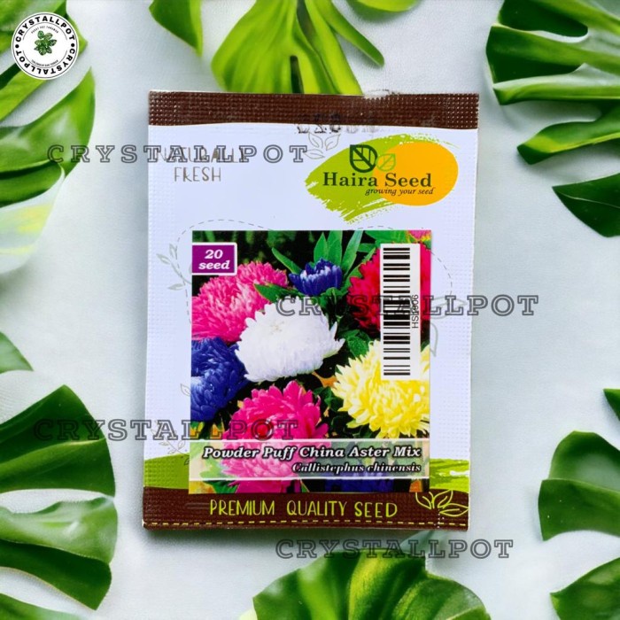 BENIH BIBIT BUNGA ASTER POWDER PUFF MIX HAIRA SEED - POWDER PUFF CHINA