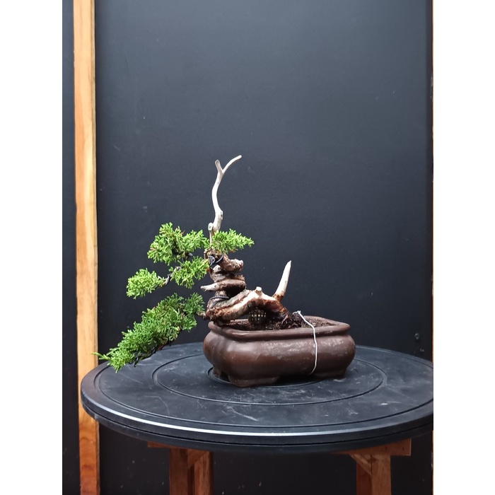 TERBARU BONSAI CEMARA SARGENTI ITOIGAWA