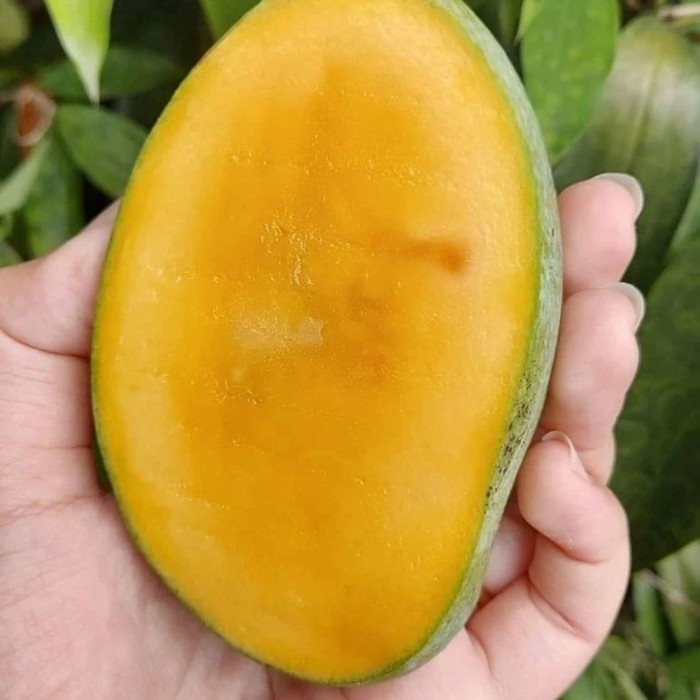 Mangga manalagi Situbondo