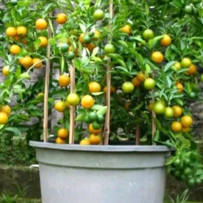 bibit jeruk kasturi peras