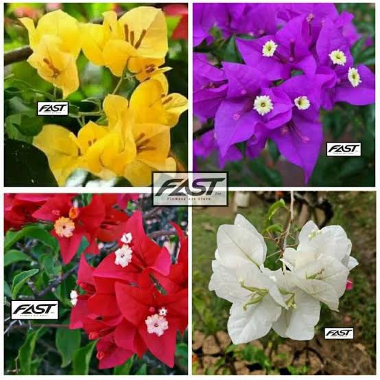 paket murah bibit bugenvil 4 warna